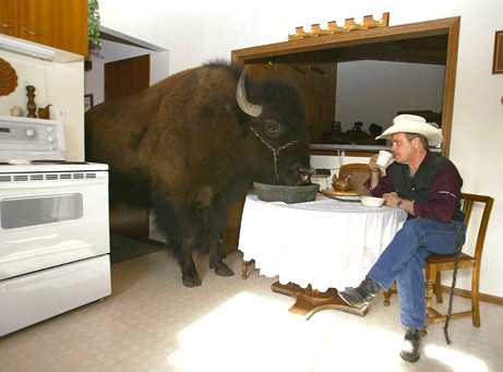 buffalo in kitchen