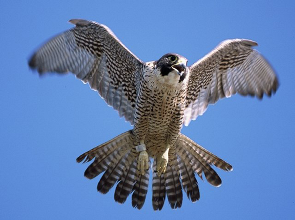 Peregrine_Falcon